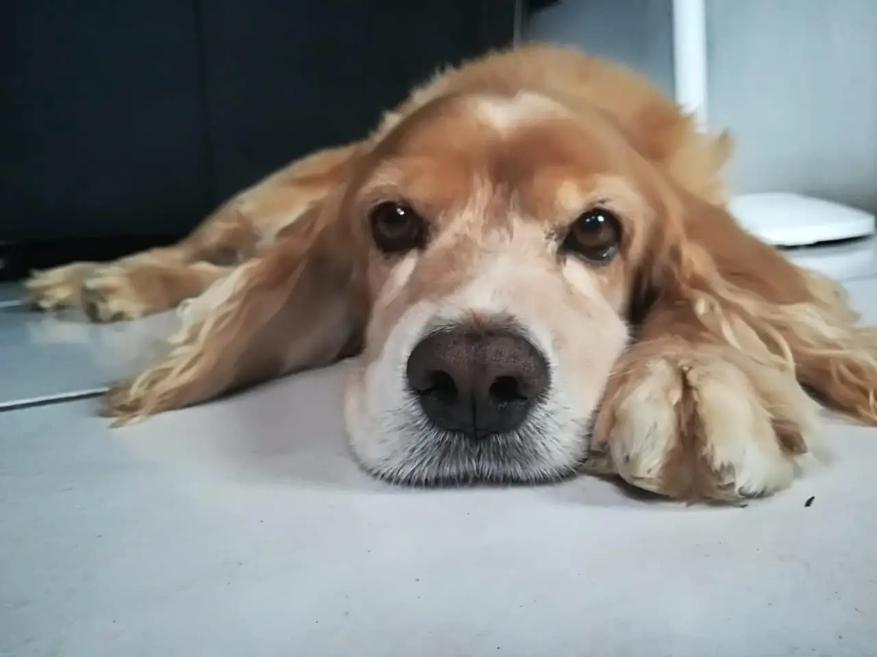 Mi amigo el Cocker
